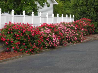Susan's Garden